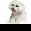 Fotos de Zoolandia Pets - Veterinaria