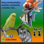 Fotos de Acuahuila Peces Y Acuarios