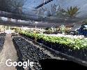 Foto exterior de Vivero Masionyca