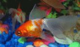 Fotos de Acuario Manantial De Vida