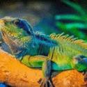 Fotos de Artesanías La Iguana S.a