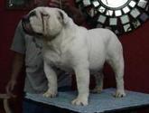 Fotos de De Toros Y Lunas Bulldog Ingles