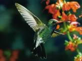 Fotos de Floristeria El Colibri