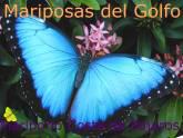 Fotos de Mariposas Del Golfo