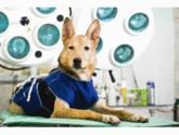 Fotos de Veterinaria Palmares