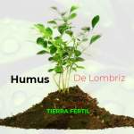 Fotos de Humus De Lombriz Tierra Fértil
