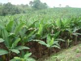 Fotos de “Arprocplat” Asociacion De Productores De Platanos