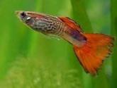 Fotos de Acuario El Pez Feliz