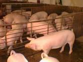 Fotos de Agrocomexport