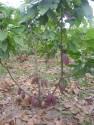 Agroforestal “Corazon De Jesus”