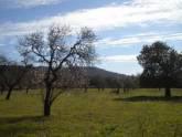 Bienes Raices Pin
