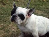 Fotos de Bulldogostor