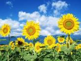 Fotos de Centro Naturista Los Girasoles