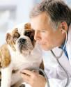Clinica Veterinaria Fernandez De Cordova