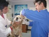 Fotos de Clinica Veterinaria Mora