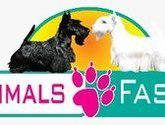 Fotos de D´animals Fashion