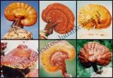 Fotos de Dxn Cafè Medicinal Ganoderma 6 Hongos