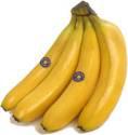 Fotos de Exportadora Frebanana