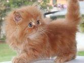Fotos de Gatitos Persa