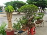 Fotos de La Casa Del Bonsai De Paco Oñate