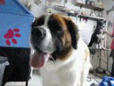 Fotos de Le Petit Canine Estetica & Boutique