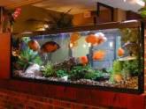 Fotos de Peces, Peces Y Algo Más