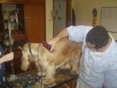 Fotos de Peluquería Canina Internacional El Colombiano