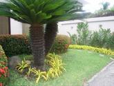 Fotos de Plantas D´eliza