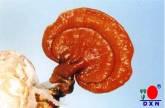 Fotos de Rma Ganoderma