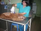 Fotos de Servicio De Medicina Veterinaria En General