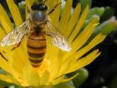 Fotos de Terapia Con Abejas-Medicina Extrema