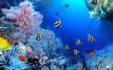 Fotos de Tropical Fish