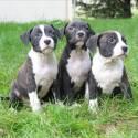 Fotos de Veterinaria ´´perros Mas Felices´´