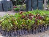 Fotos de Vivero Bambu