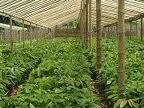 Fotos de Vivero El Bambu