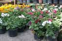Fotos de Vivero “El Chambú”