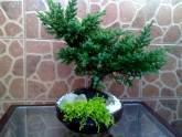 Fotos de Vivero La Casa De La Vasija
