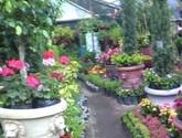 Fotos de Vivero Las Camelias