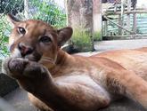 Fotos de Zoologico Tarqui