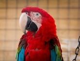 Fotos de Aviario Periloros De Colores