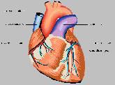 Fotos de Cardiologo En Celaya - Dr Guillermo Vega Diaz