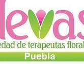 Fotos de Devas Puebla