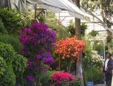 El Paraiso Vivero En Los Mochis