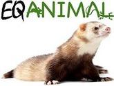 Eqanimal