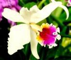 Fotos de Floreria Crearte