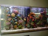 Fotos de La Casa De Los Peces