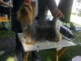 Fotos de Pets By Design
