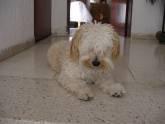 Fotos de Puppy Wash