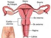 Fotos de Salud Sexual Femenina Medical Care