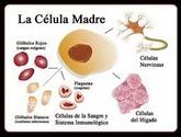 Fotos de Tratamientos De Celulas Madres En Puebla